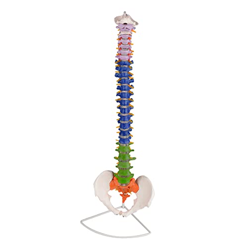 Ultrassist Life Size Human Spine Model, 34" Flexible Spinal Cord with Hyoid Bone, Herniated disk, Nerves, Arteries and Colored Vertebrae, Ideal Educational Model for Medical Students and Chiropractors