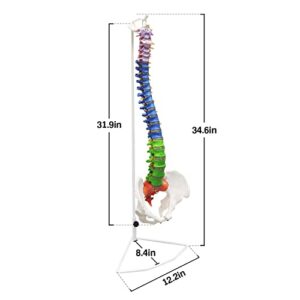 Ultrassist Life Size Human Spine Model, 34" Flexible Spinal Cord with Hyoid Bone, Herniated disk, Nerves, Arteries and Colored Vertebrae, Ideal Educational Model for Medical Students and Chiropractors
