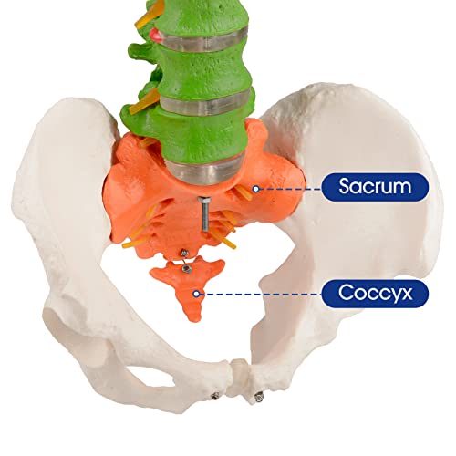 Ultrassist Life Size Human Spine Model, 34" Flexible Spinal Cord with Hyoid Bone, Herniated disk, Nerves, Arteries and Colored Vertebrae, Ideal Educational Model for Medical Students and Chiropractors