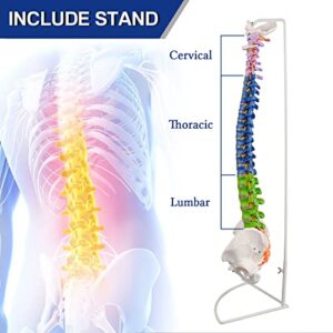 Ultrassist Life Size Human Spine Model, 34" Flexible Spinal Cord with Hyoid Bone, Herniated disk, Nerves, Arteries and Colored Vertebrae, Ideal Educational Model for Medical Students and Chiropractors