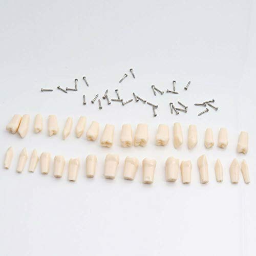 Typodont Model Kilgore Nissin 200 Type Removable Teeth,for Dental Hygiene