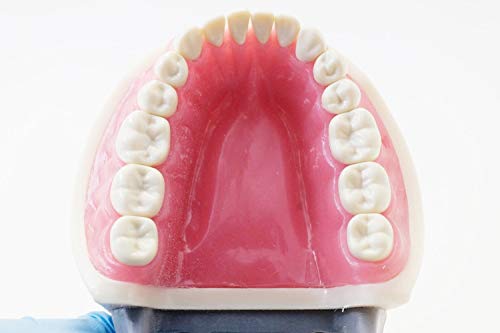 Typodont Model Kilgore Nissin 200 Type Removable Teeth,for Dental Hygiene