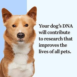 Wisdom Panel Essential: Most Accurate Dog DNA Test Kit for Breed ID and Ancestry | 25+ Genetic Health Conditions | Traits | Relatives | 1 Pack