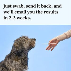 Wisdom Panel Essential: Most Accurate Dog DNA Test Kit for Breed ID and Ancestry | 25+ Genetic Health Conditions | Traits | Relatives | 1 Pack