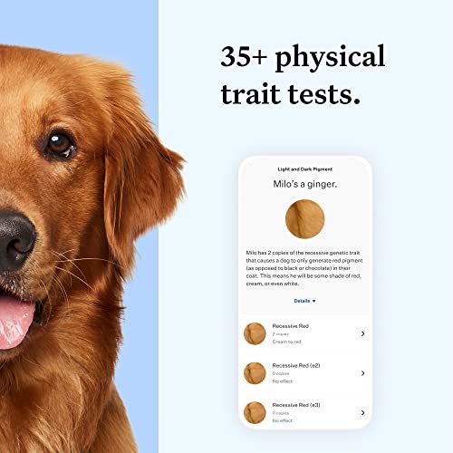 Wisdom Panel Essential: Most Accurate Dog DNA Test Kit for Breed ID and Ancestry | 25+ Genetic Health Conditions | Traits | Relatives | 1 Pack