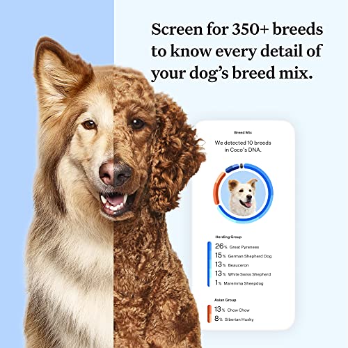 Wisdom Panel Essential: Most Accurate Dog DNA Test Kit for Breed ID and Ancestry | 25+ Genetic Health Conditions | Traits | Relatives | 1 Pack