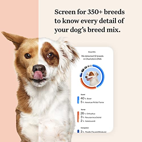 Wisdom Panel Premium: Most Comprehensive Dog DNA Test for 200+ Health Tests | Accurate Breed ID and Ancestry | Traits | Relatives | Genetic Diversity | Vet Consult | 1 Pack