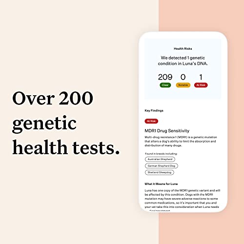 Wisdom Panel Premium: Most Comprehensive Dog DNA Test for 200+ Health Tests | Accurate Breed ID and Ancestry | Traits | Relatives | Genetic Diversity | Vet Consult | 1 Pack