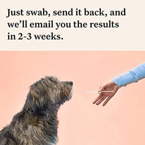 Wisdom Panel Premium: Most Comprehensive Dog DNA Test for 200+ Health Tests | Accurate Breed ID and Ancestry | Traits | Relatives | Genetic Diversity | Vet Consult | 1 Pack