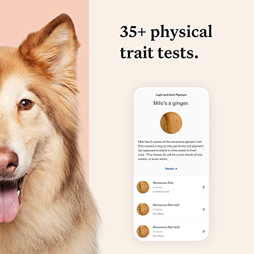 Wisdom Panel Premium: Most Comprehensive Dog DNA Test for 200+ Health Tests | Accurate Breed ID and Ancestry | Traits | Relatives | Genetic Diversity | Vet Consult | 1 Pack