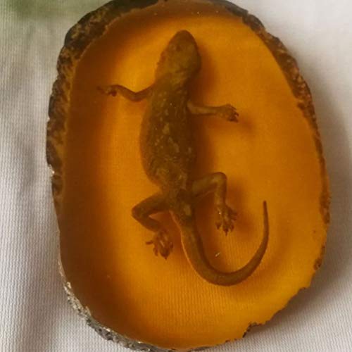 Garneck Amber Fossil Insect,Artificial Amber Insect Specimen Pendant Butterfly Scorpions Insects Amber Stone Ornament for Collection(Gecko)