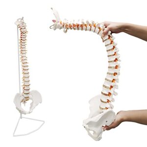 ultrassist life size human spine model, 34" flexible spinal cord with hyoid bone, herniated disk, nerves, arteries and pelvis, teaching tool for medical students and chiropractors, includes stand