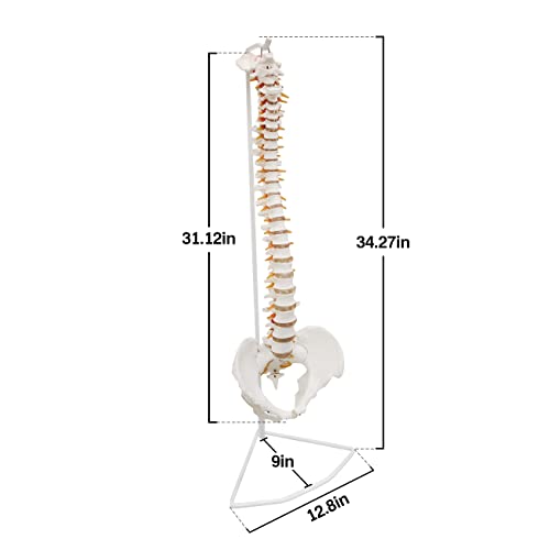 Ultrassist Life Size Human Spine Model, 34" Flexible Spinal Cord with Hyoid Bone, Herniated Disk, Nerves, Arteries and Pelvis, Teaching Tool for Medical Students and Chiropractors, Includes Stand