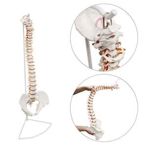 Ultrassist Life Size Human Spine Model, 34" Flexible Spinal Cord with Hyoid Bone, Herniated Disk, Nerves, Arteries and Pelvis, Teaching Tool for Medical Students and Chiropractors, Includes Stand