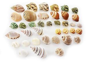 set of 35 hermit crab shells assorted changing seashells small 1/2"-2" size (opening size 1/4" - 1") mega pack