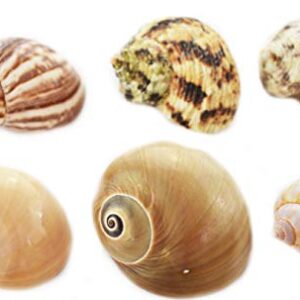 Set of 35 Hermit Crab Shells Assorted Changing Seashells Small 1/2"-2" Size (Opening Size 1/4" - 1") Mega Pack