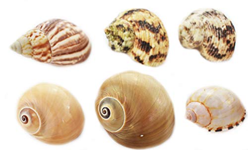 Set of 35 Hermit Crab Shells Assorted Changing Seashells Small 1/2"-2" Size (Opening Size 1/4" - 1") Mega Pack