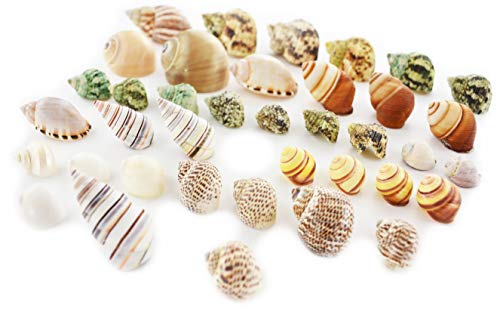 Set of 35 Hermit Crab Shells Assorted Changing Seashells Small 1/2"-2" Size (Opening Size 1/4" - 1") Mega Pack