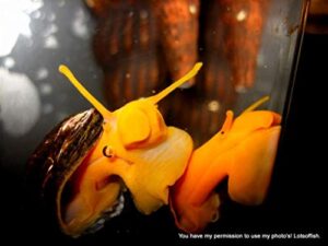 family of (6) assorted rabbit snails 1-2" freshwater live snail for fish tank aquarium tylomelania