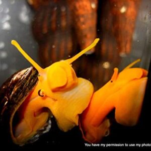 Family of (6) Assorted Rabbit Snails 1-2" Freshwater Live Snail for Fish Tank Aquarium Tylomelania