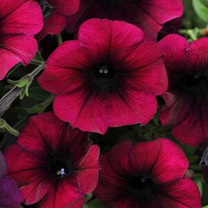 outsidepride burgundy velour easy wave petunia spreading garden flowers for hanging baskets, pots, containers, beds - 15 seeds