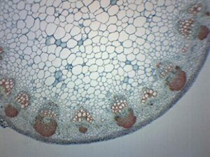 sunflower stem, cross section - prepared microscope slide - 75 x 25mm - biology & microscopy - eisco labs