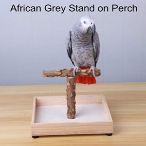 KINTOR Bird Stand Tabletop,Portable Tee Stand, Parrot Play Stand Perch Gym for Small Medium Parrot (T Stand)