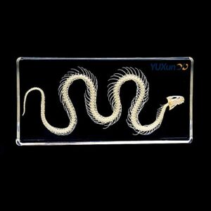 real snake skeleton animal specimen in acrylic block paperweights science classroom specimens for science education