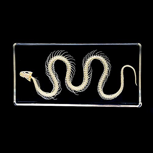 Real Snake Skeleton Animal Specimen in Acrylic Block Paperweights Science Classroom Specimens for Science Education