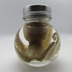 Wet Specimen Taxidermy Octopus Kraken Oddities Ball jar Preserved Specimen