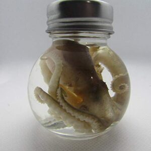 Wet Specimen Taxidermy Octopus Kraken Oddities Ball jar Preserved Specimen