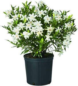 shrub frostproof gardenia 2.5 qt, white blooms