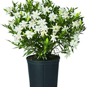 Shrub Frostproof Gardenia 2.5 Qt, White Blooms