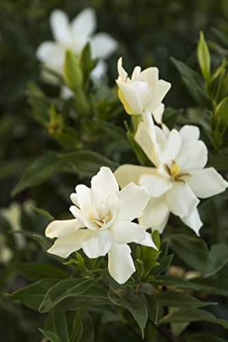 Shrub Frostproof Gardenia 2.5 Qt, White Blooms