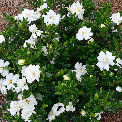 Shrub Frostproof Gardenia 2.5 Qt, White Blooms