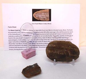 300 million yr old fern fossil from mazon creek, illinois w/free display stand, fact sheet & 2nd fossil