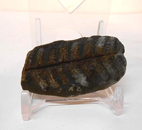 300 Million Yr Old Fern Fossil from Mazon Creek, Illinois w/Free Display Stand, Fact Sheet & 2nd Fossil