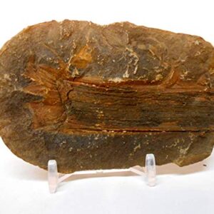 300 Million Yr Old Fern Fossil from Mazon Creek, Illinois w/Free Display Stand, Fact Sheet & 2nd Fossil