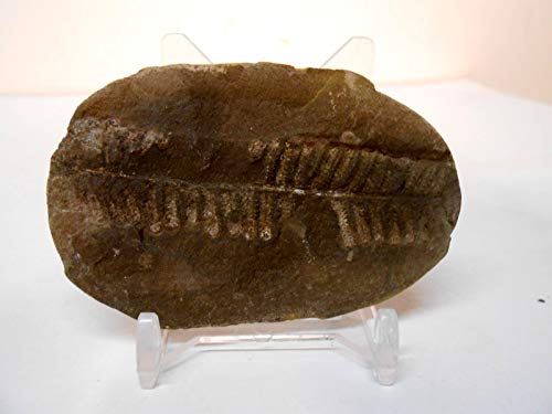 300 Million Yr Old Fern Fossil from Mazon Creek, Illinois w/Free Display Stand, Fact Sheet & 2nd Fossil