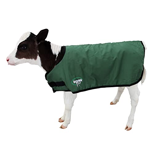 BetterMilk Calf Coats Waterproof Livestock Protector Pro Calf Blanket, Calf Warmer - Large Holstein Size - Green