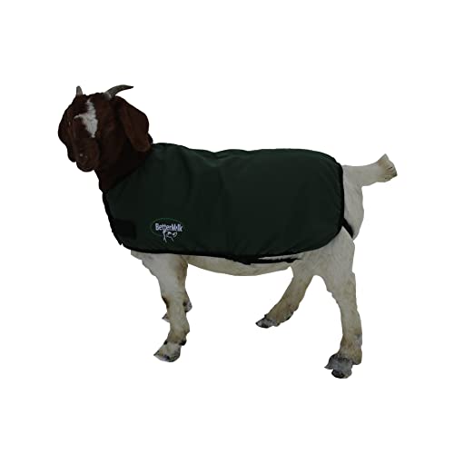 BetterMilk Calf Coats Waterproof Livestock Protector Pro Calf Blanket, Calf Warmer - Large Holstein Size - Green