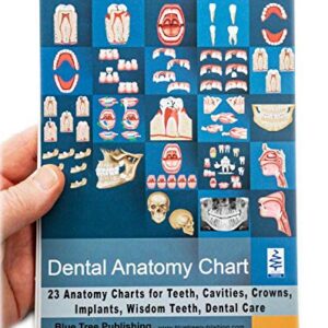 Dental Charts (Flip Chart, Stand up)