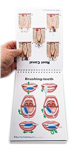 Dental Charts (Flip Chart, Stand up)