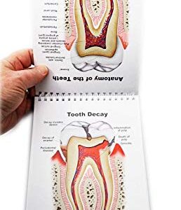 Dental Charts (Flip Chart, Stand up)