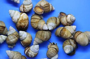 (10) pack of trapdoor snails live for aquarium pond or fish tank