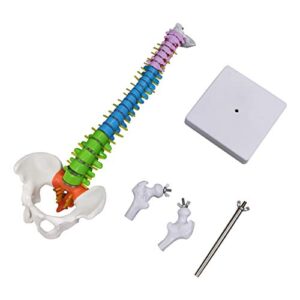 ultrassist miniature human spine model, 15.5" mini color coded spinal cord with herniated disk, nerves, arteries, pelvis and femur stumps for med students and chiropractors, includes stand