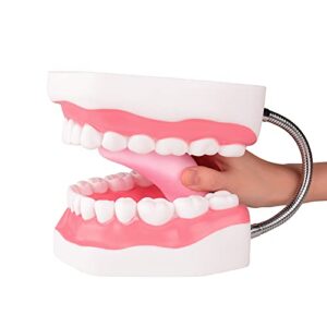 Ultrassist Mouth Model Metal Hinge for Speech Therapy, Ideal Brushing Teaching Dental Teeth Model for Kids and Children, 6 Times Enlarge, Includes Toothbrush