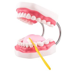 ultrassist mouth model metal hinge for speech therapy, ideal brushing teaching dental teeth model for kids and children, 6 times enlarge, includes toothbrush