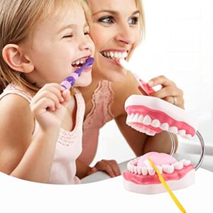 Ultrassist Mouth Model Metal Hinge for Speech Therapy, Ideal Brushing Teaching Dental Teeth Model for Kids and Children, 6 Times Enlarge, Includes Toothbrush