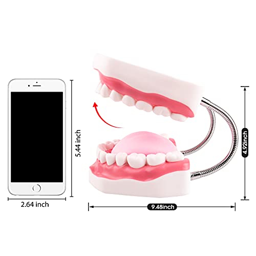 Ultrassist Mouth Model Metal Hinge for Speech Therapy, Ideal Brushing Teaching Dental Teeth Model for Kids and Children, 6 Times Enlarge, Includes Toothbrush